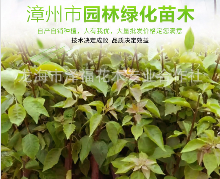 各種規(guī)格三角梅 自產(chǎn)自銷圖片/各種規(guī)格三角梅 自產(chǎn)自銷樣板圖 (3)
