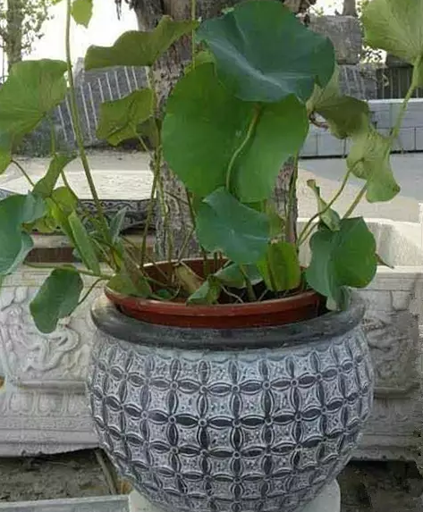 石雕魚缸圖片/石雕魚缸樣板圖 (3)