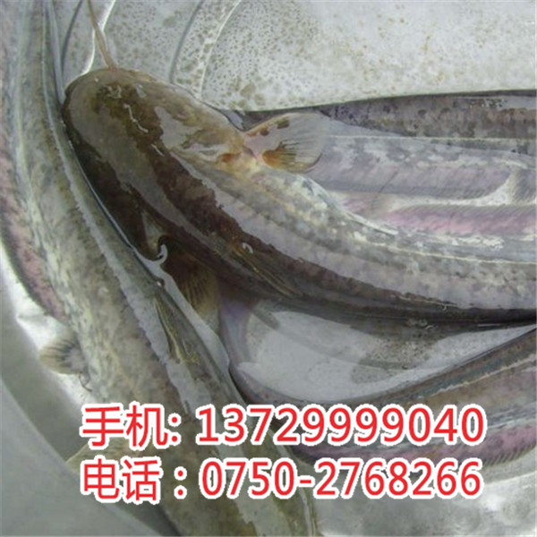 揭陽斑點(diǎn)叉尾鮰魚苗【明輝水產(chǎn)】圖片