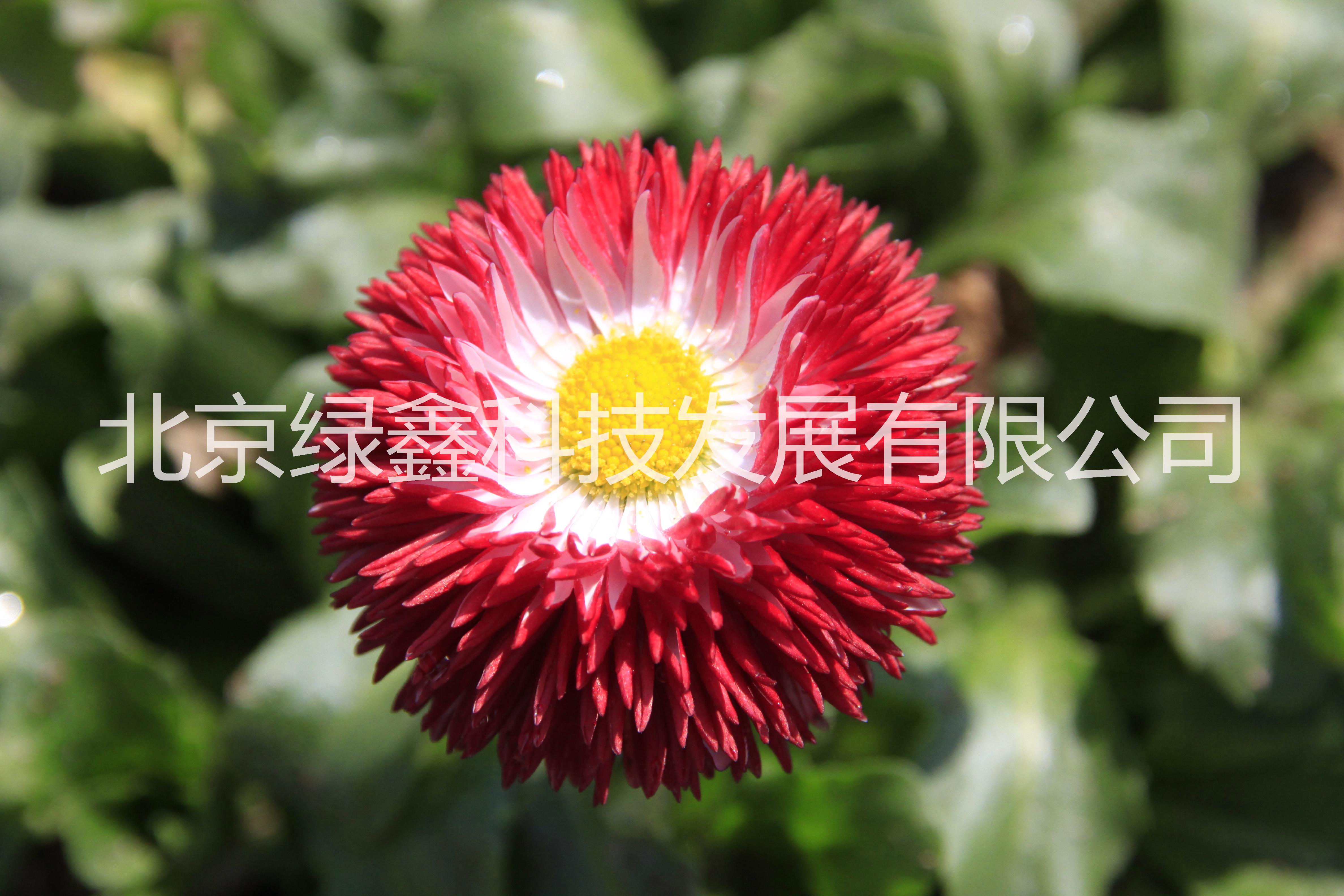 供應(yīng)LVXIN牌雛菊花種圖片/供應(yīng)LVXIN牌雛菊花種樣板圖 (4)