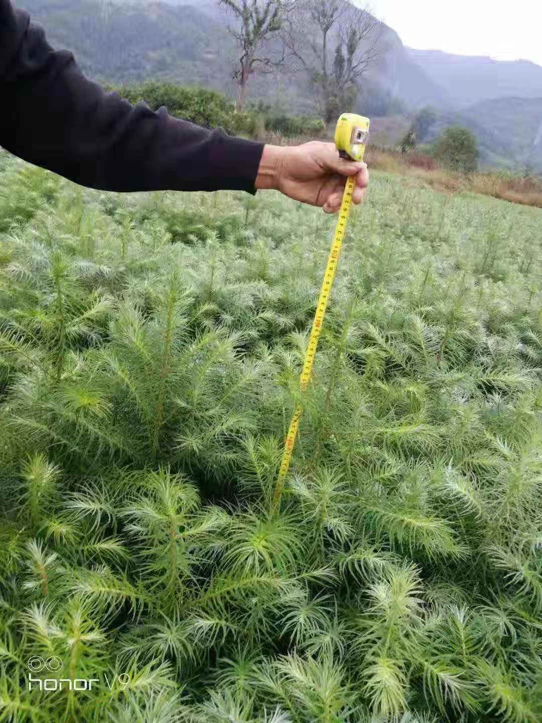 一年生杉木苗圖片/一年生杉木苗樣板圖 (4)