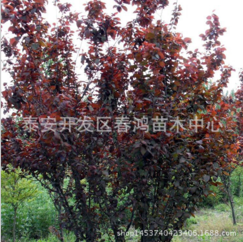 速生紫葉李綠化苗 嫁接紫葉李綠化苗 6公分濕地綠化工程苗 彩色風景樹 苗圃直銷