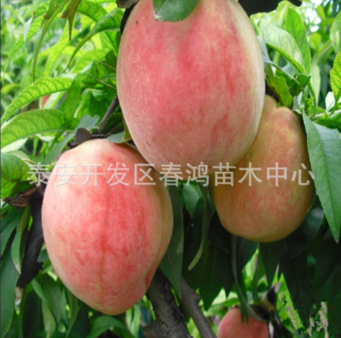 桃苗圖片