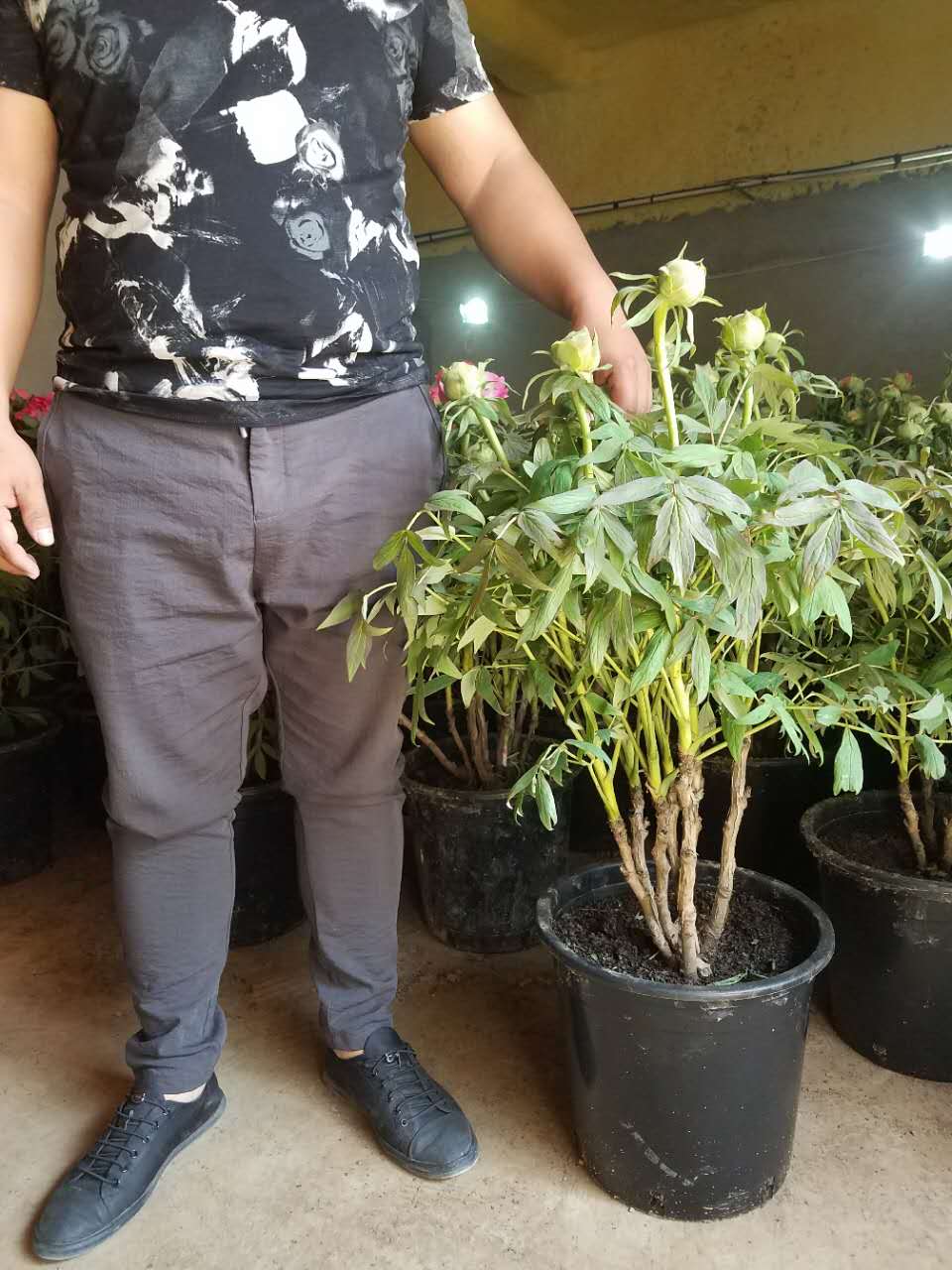 盆栽牡丹圖片/盆栽牡丹樣板圖 (3)