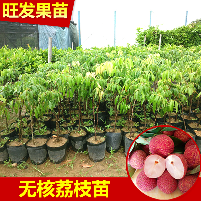 無(wú)核荔枝苗圖片/無(wú)核荔枝苗樣板圖 (2)