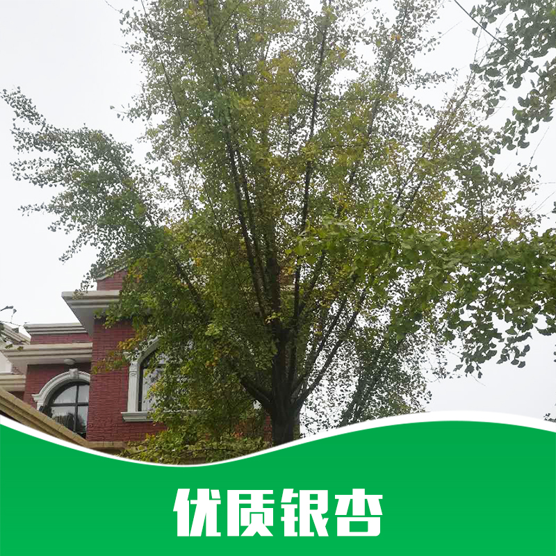 貴州銀杏基地圖片/貴州銀杏基地樣板圖 (4)