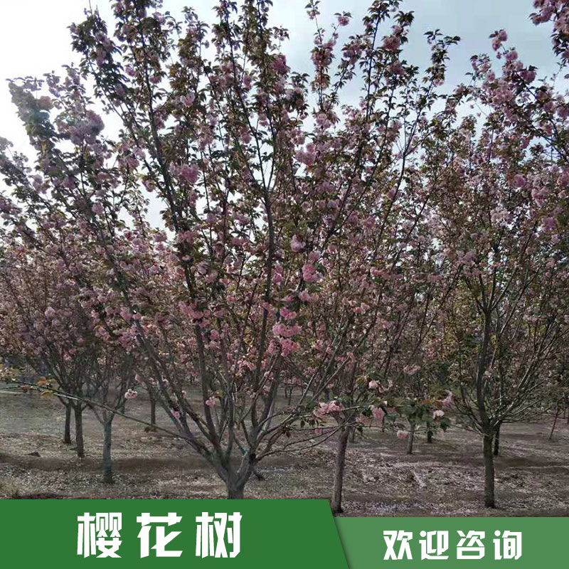 早櫻基地晚櫻基地圖片/早櫻基地晚櫻基地樣板圖 (1)