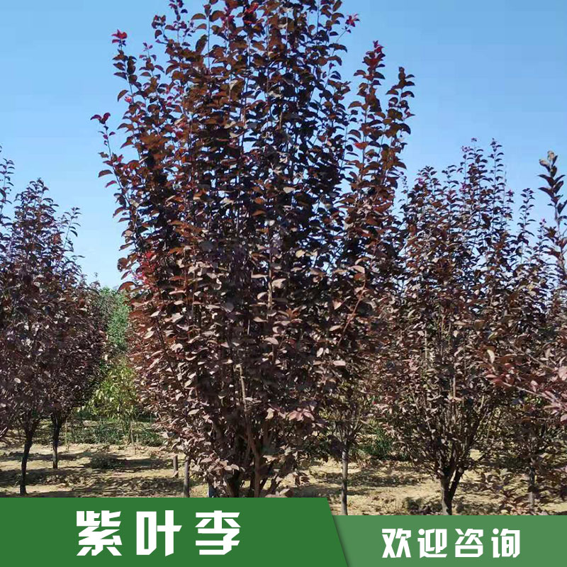 紫葉李圖片/紫葉李樣板圖 (3)