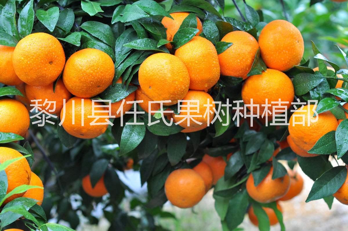 柑橘苗圖片/柑橘苗樣板圖 (3)