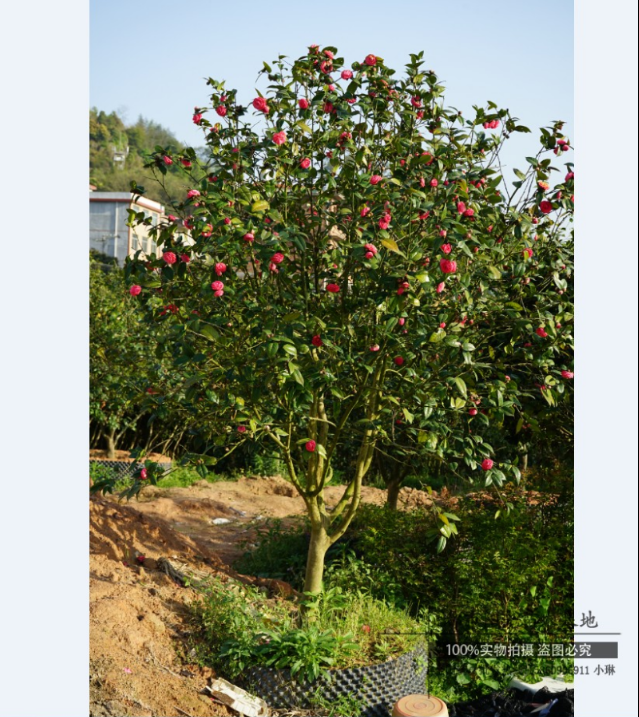 黑牡丹圖片/黑牡丹樣板圖 (2)