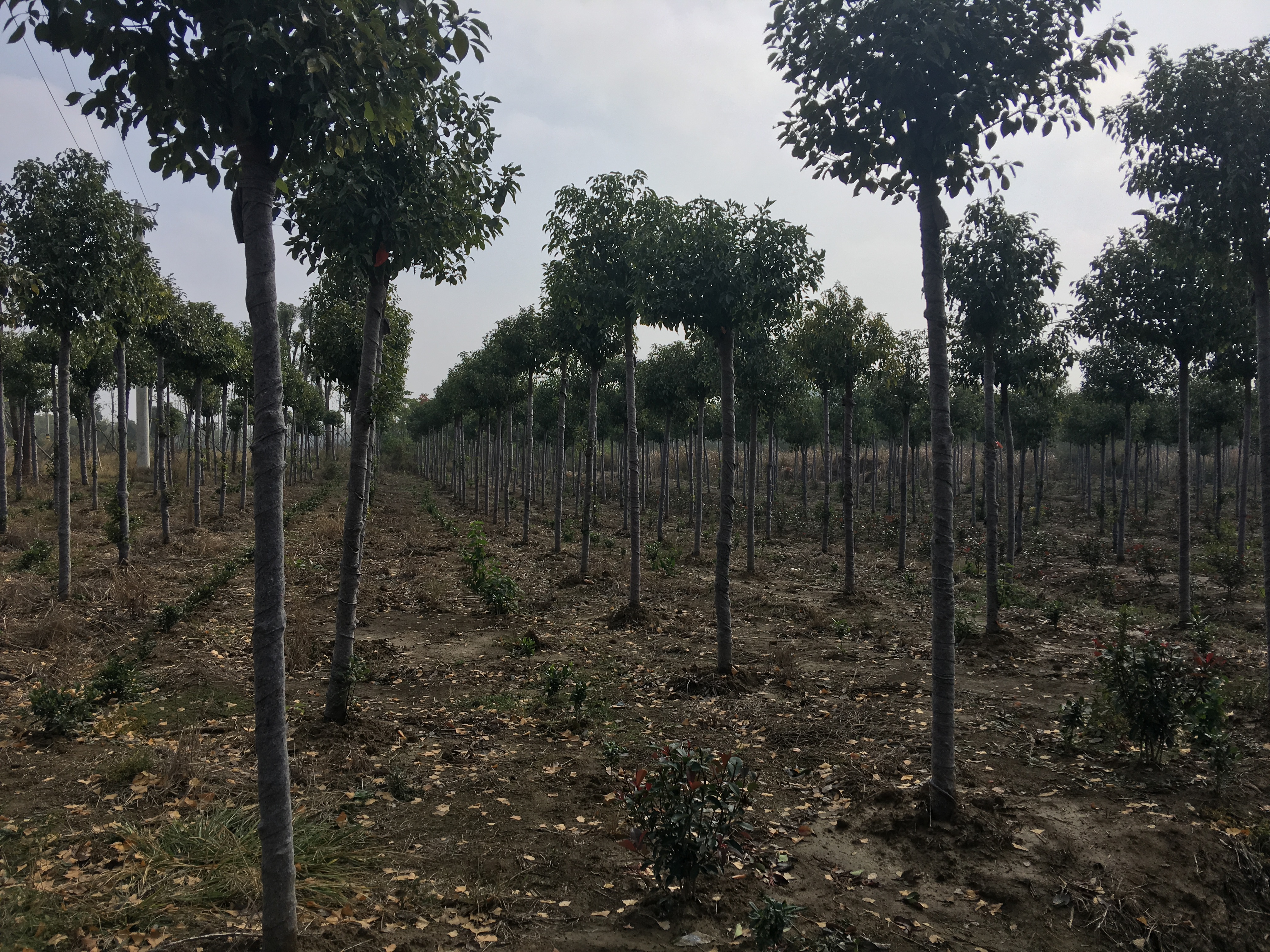 福建优质精品香樟苗木种植基地福建优质精品香樟苗木种植基地，福建哪里有精品香樟树苗出售，福建精品香樟树苗供应商/供货商