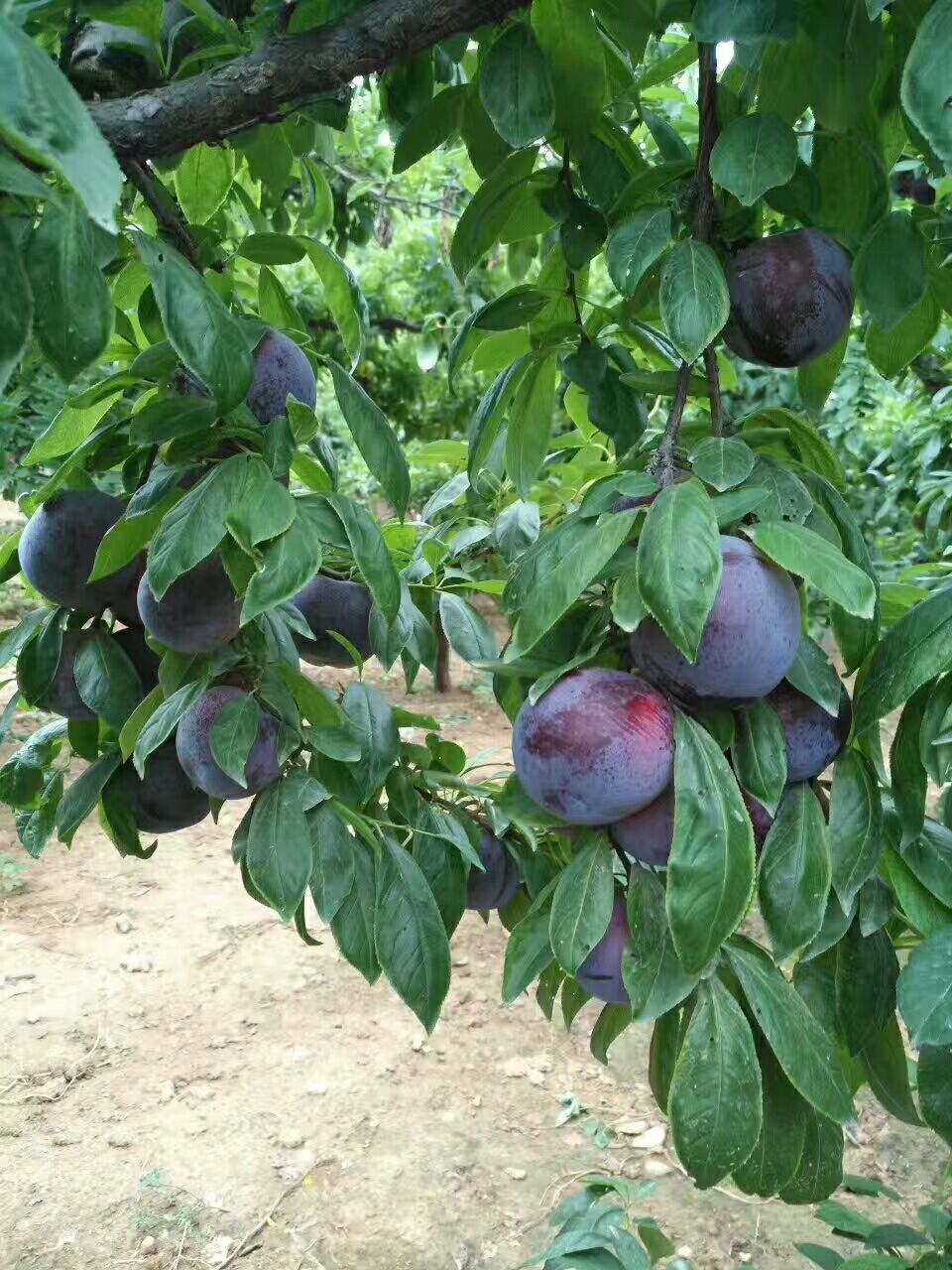 風(fēng)味玫瑰李子，優(yōu)質(zhì)李子，李子樹苗，李子新品種