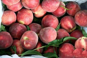 大果血桃9號，優(yōu)質(zhì)血桃，血桃樹苗，血桃新品種