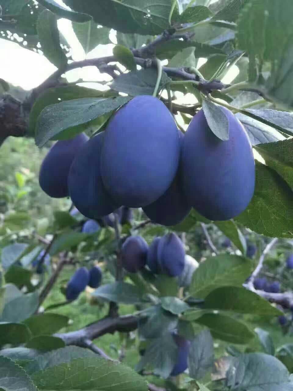 李子圖片/李子樣板圖 (3)