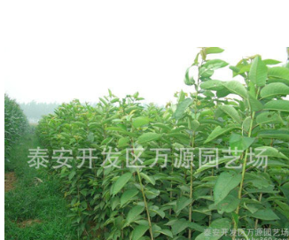 李子苗 山東泰安優(yōu)質(zhì)西梅苗批發(fā)價(jià)格