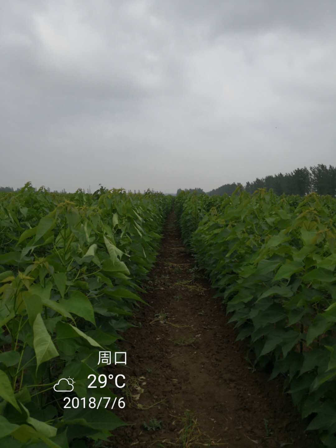 河南周口楸樹小苗基地-河南楸樹小苗報(bào)價(jià)-河南周口楸樹小苗基地