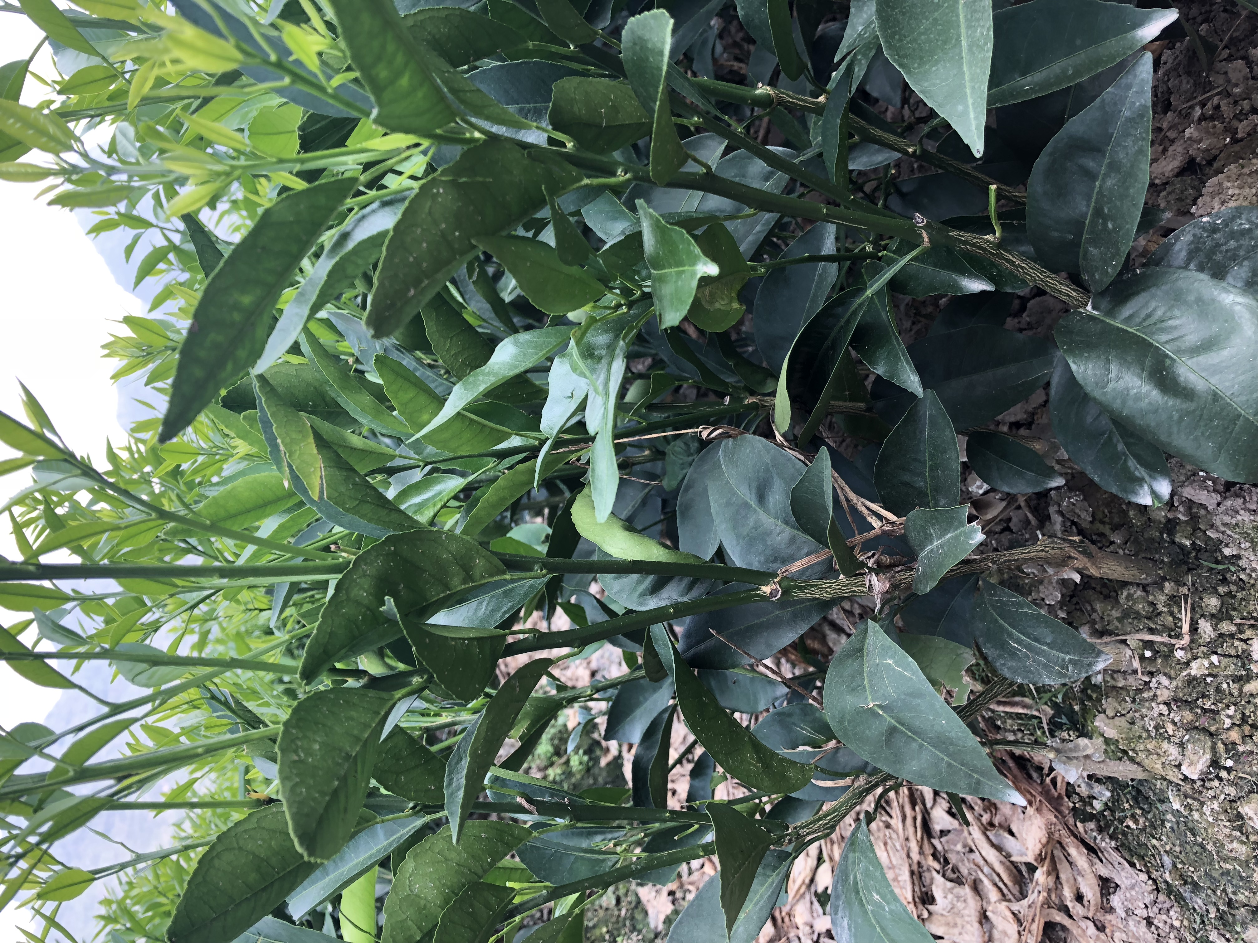 種植基地圖片/種植基地樣板圖 (4)