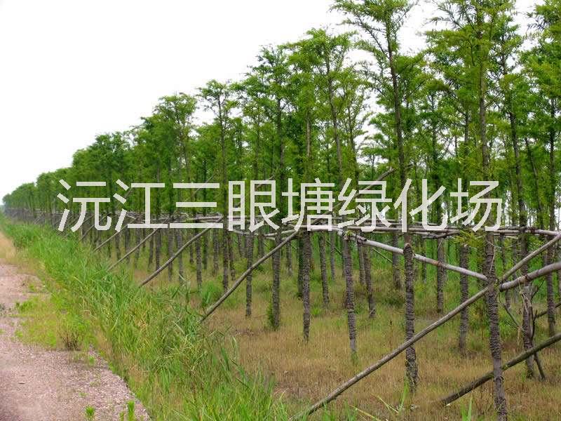 益阳市湖南中山杉种植基地厂家湖南中山杉种植基地|湖南3公分中山杉价格|湖南5公分中山杉批发价格