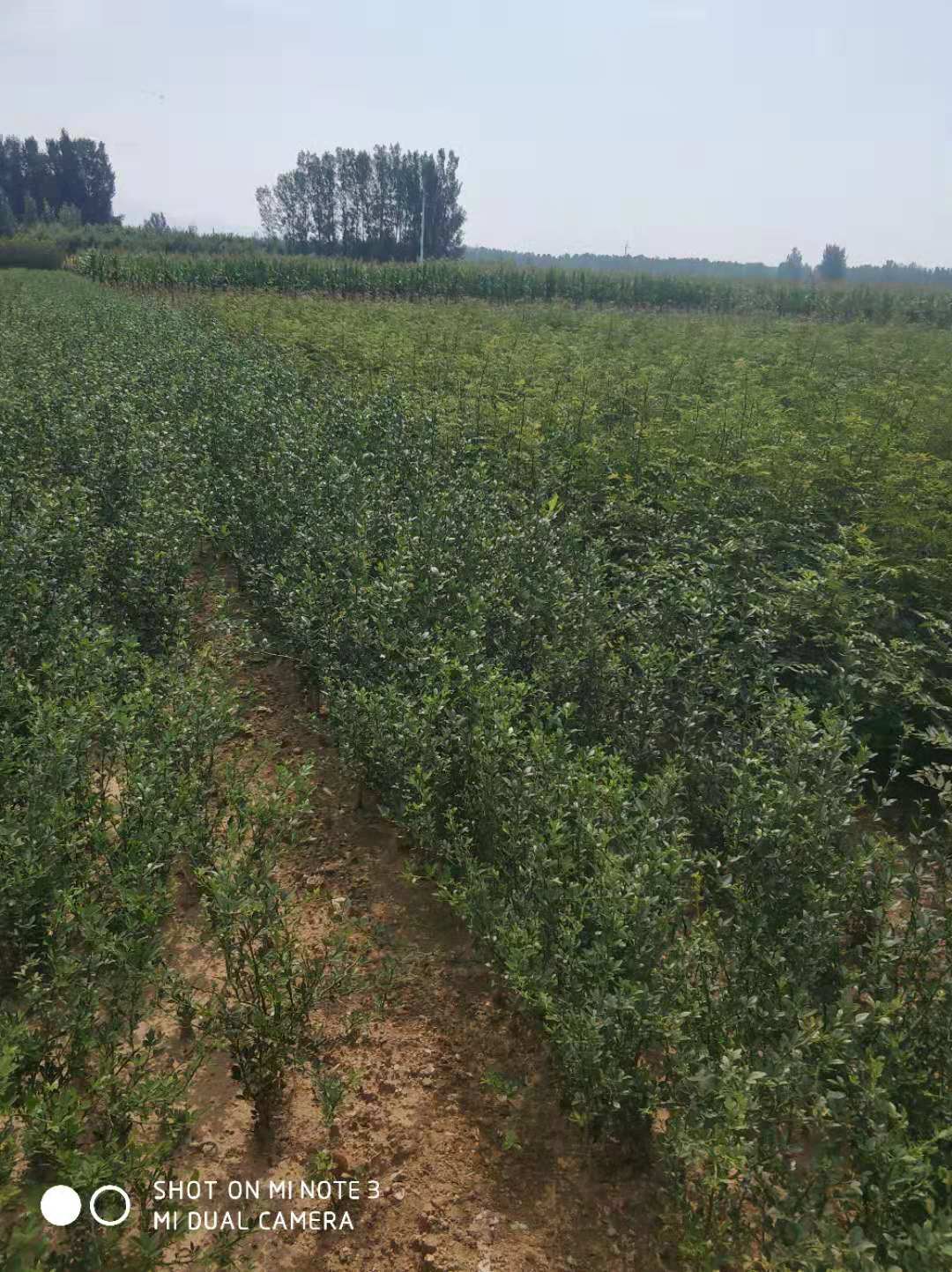 桔苗圖片/桔苗樣板圖 (3)