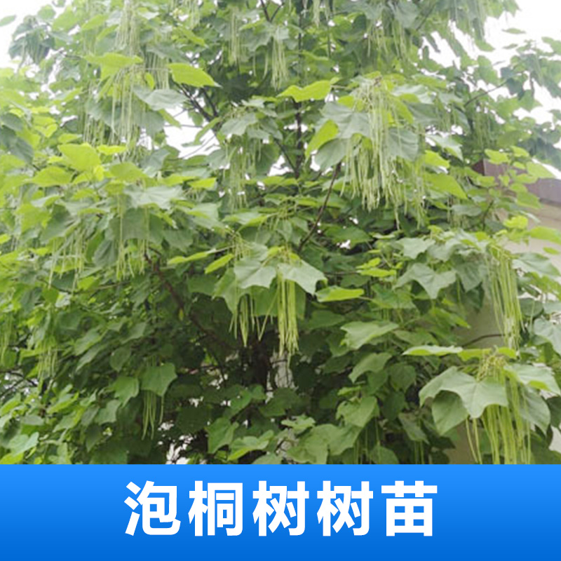 泡桐樹苗圖片/泡桐樹苗樣板圖 (2)