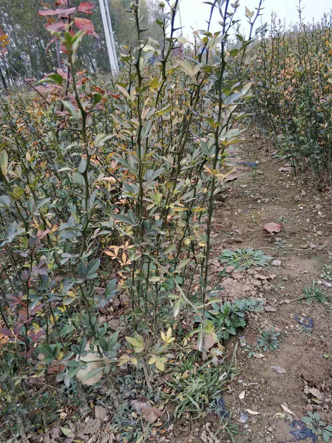 桔苗圖片/桔苗樣板圖 (2)