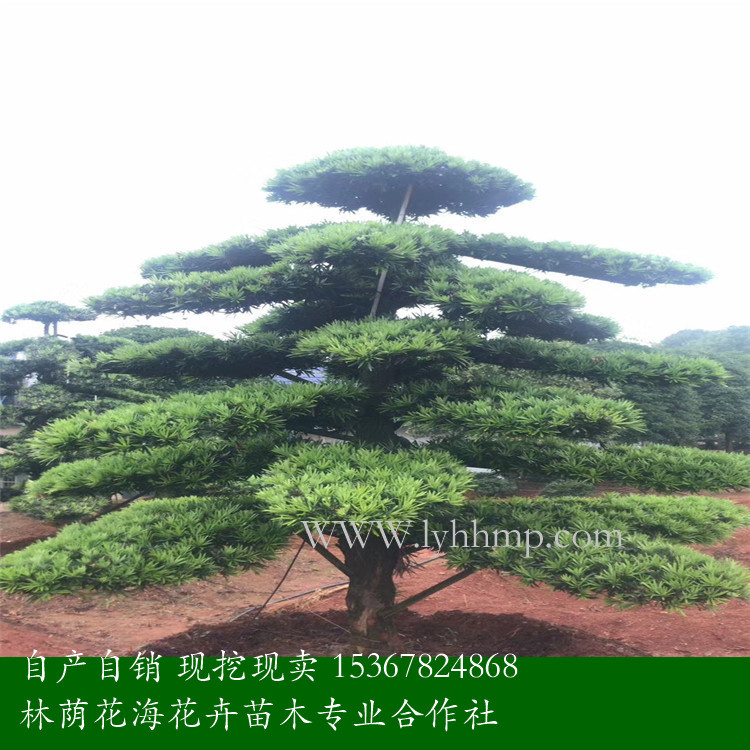 羅漢松圖片/羅漢松樣板圖 (2)