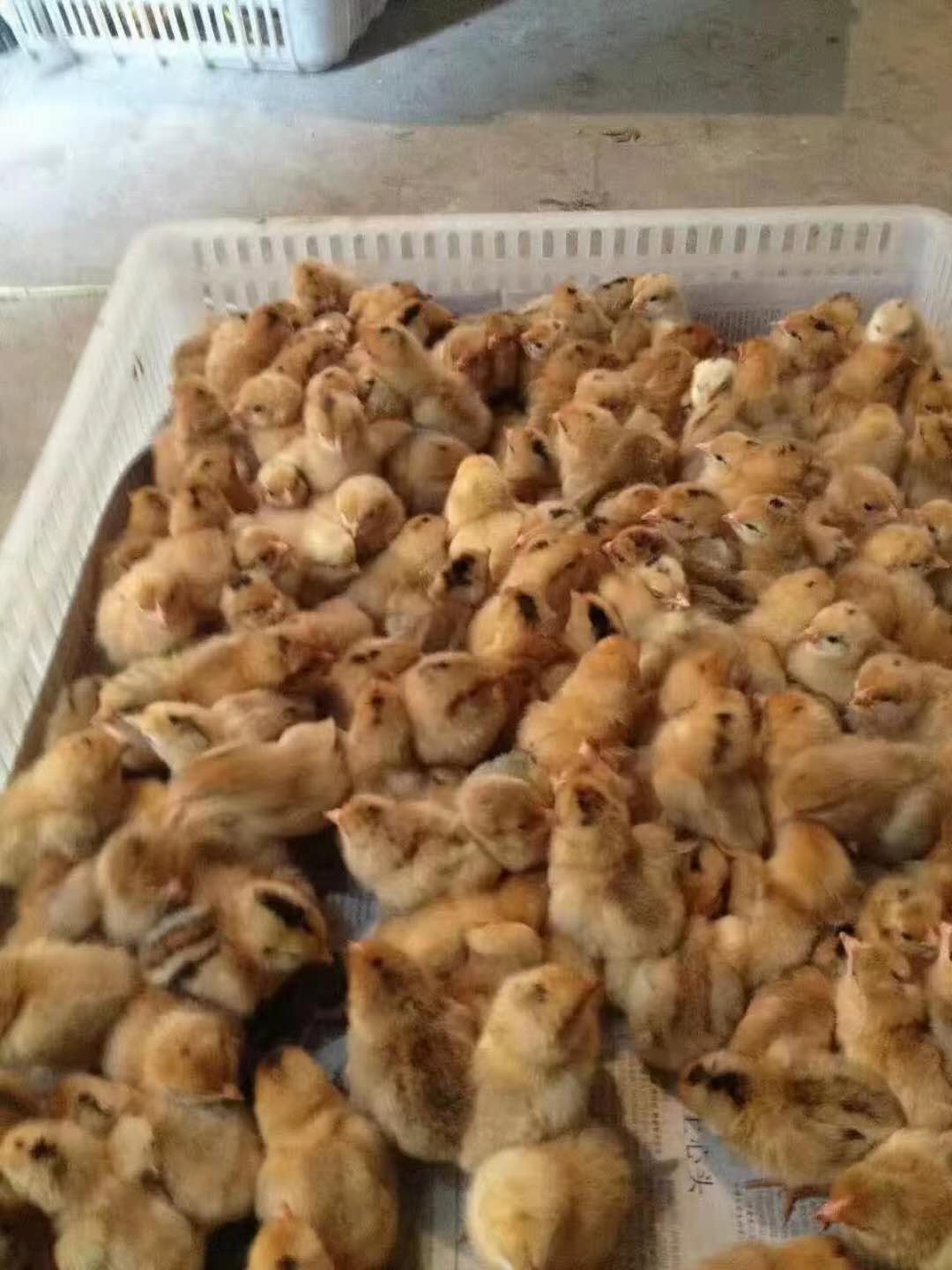正宗紅羽烏皮土雞苗，雞苗孵化基地圖片/正宗紅羽烏皮土雞苗，雞苗孵化基地樣板圖 (1)