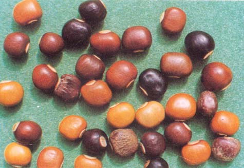 四棱豆圖片/四棱豆樣板圖 (3)