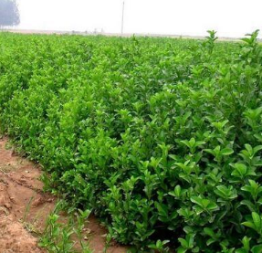 大葉黃楊苗圖片/大葉黃楊苗樣板圖 (3)