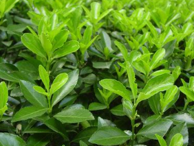 大葉黃楊苗圖片/大葉黃楊苗樣板圖 (4)