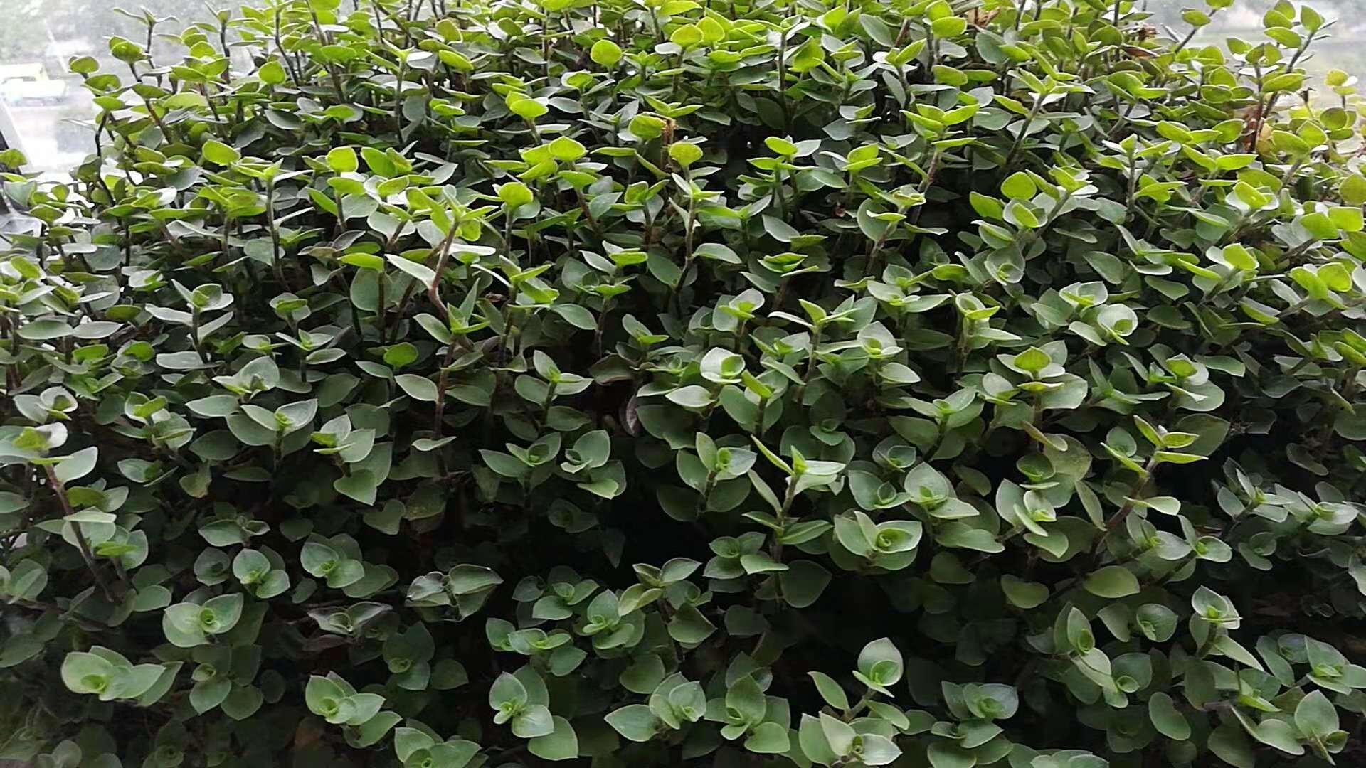 錦竹草坪洋竹草坪圖片/錦竹草坪洋竹草坪樣板圖 (1)