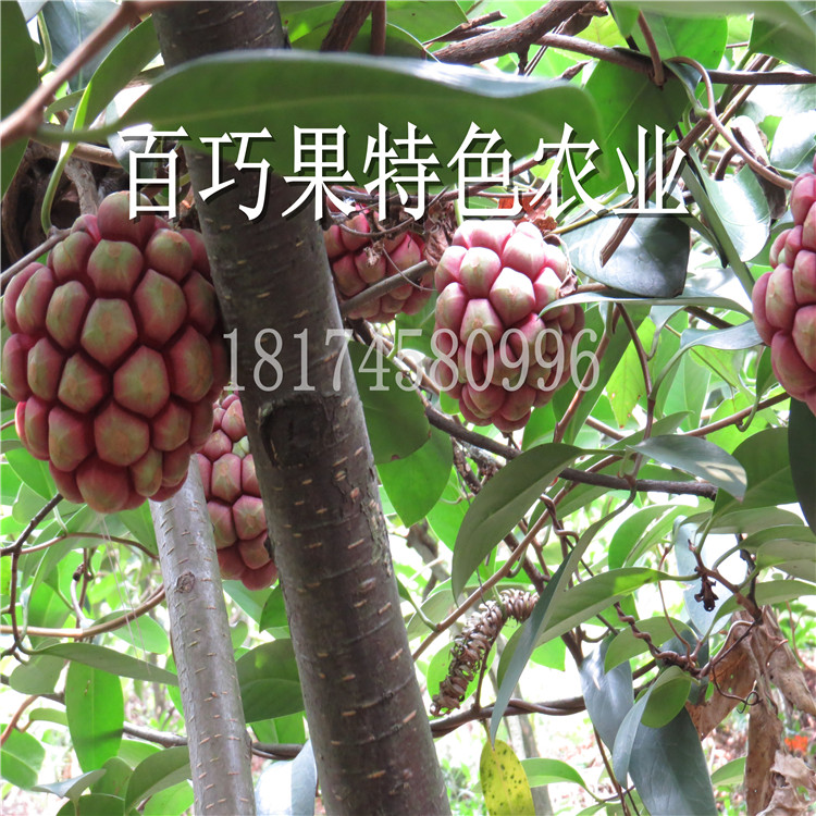 布福娜產(chǎn)地直發(fā)黑老虎苗一元一株貨源足手續(xù)全