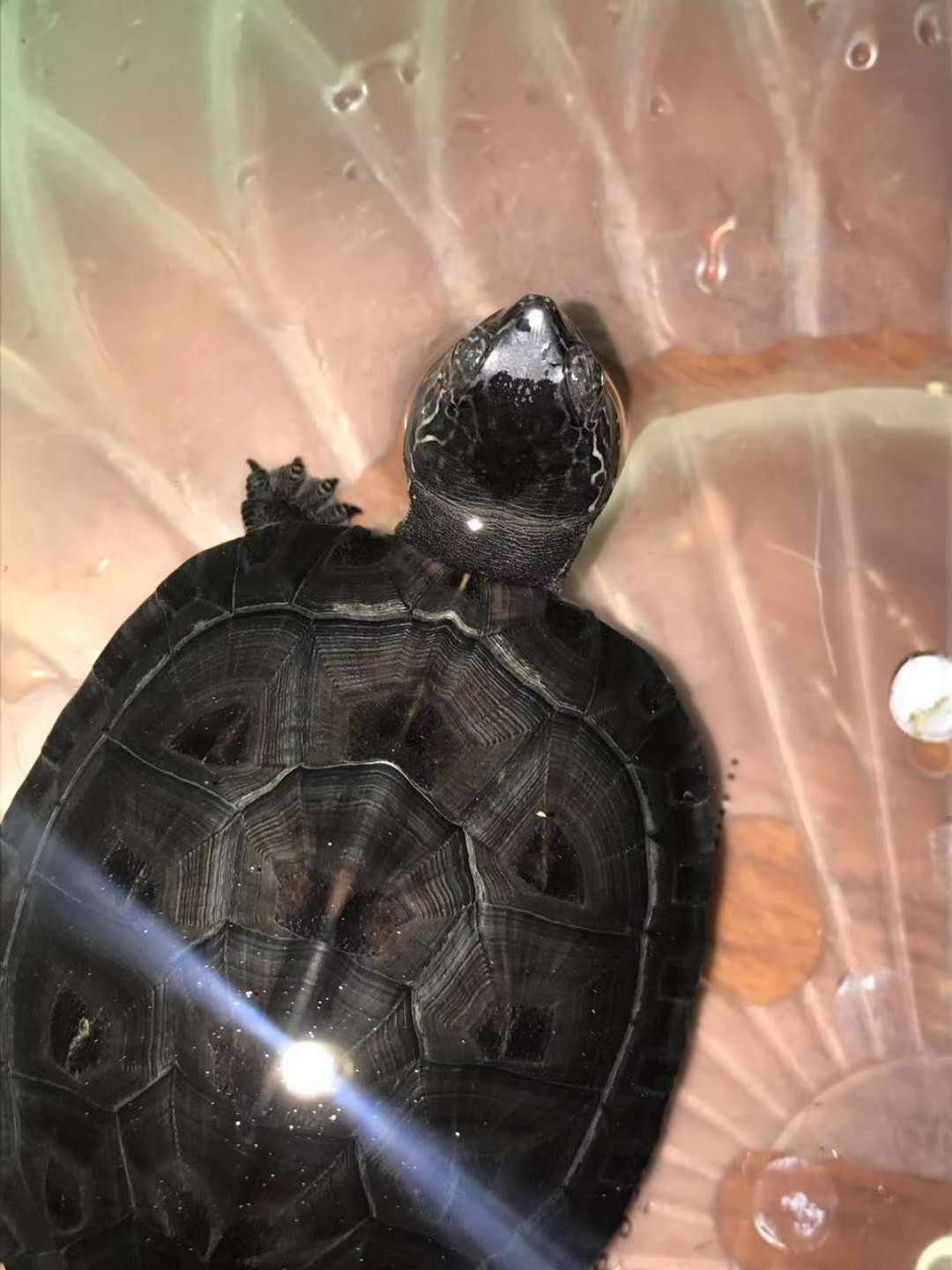 海南黑圖片/海南黑樣板圖 (4)