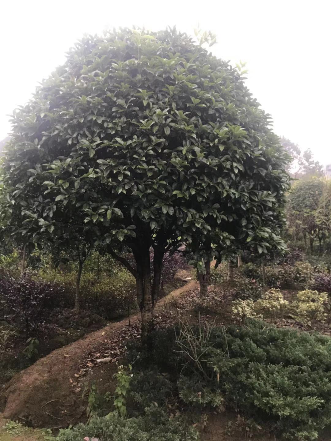 长沙市湖南丛生桂花种植基地厂家湖南丛生桂花种植基地多少钱哪里有报价供应