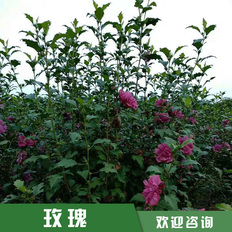 玫瑰花苗圖片/玫瑰花苗樣板圖 (4)