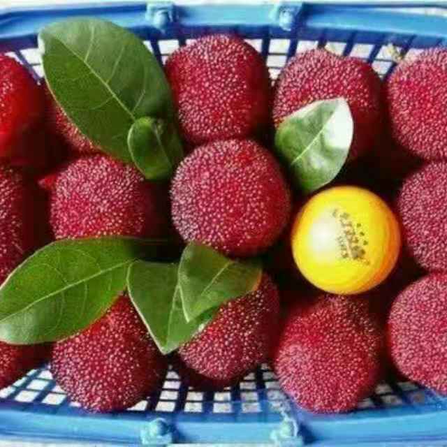 楊梅苗圖片/楊梅苗樣板圖 (4)