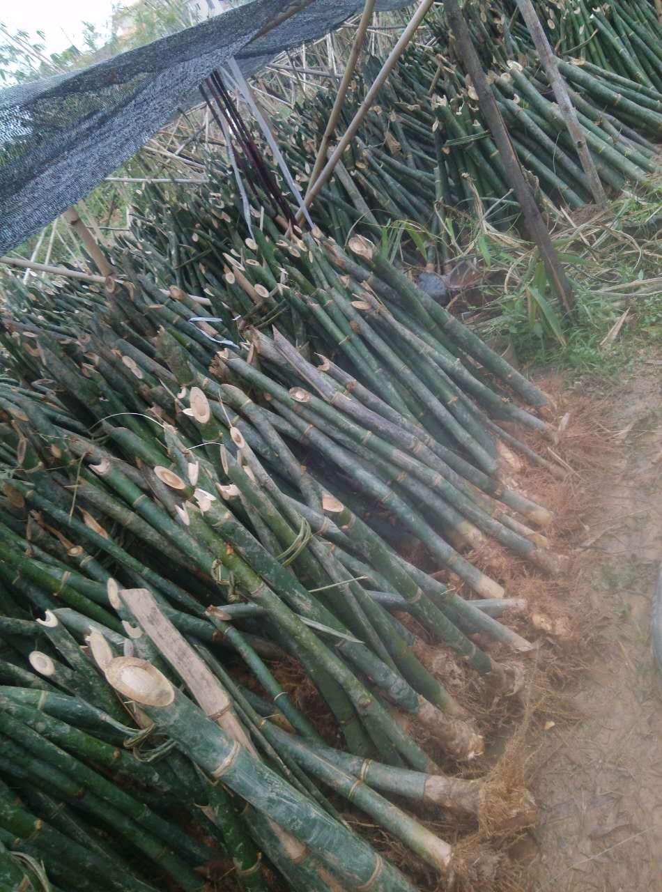 馬蹄筍圖片/馬蹄筍樣板圖 (2)