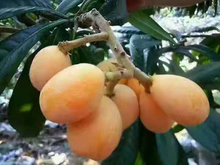 浙江琵琶苗木圖片/浙江琵琶苗木樣板圖 (3)