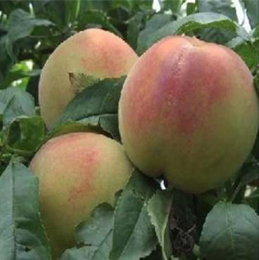 突圍桃樹苗圖片