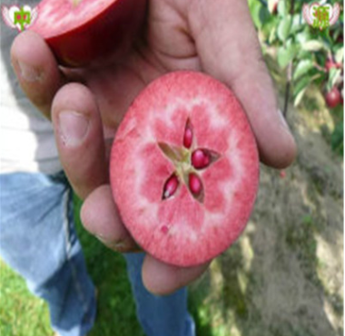 紅肉蘋果苗圖片/紅肉蘋果苗樣板圖 (3)