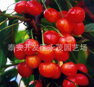 蘋果苗價格圖片