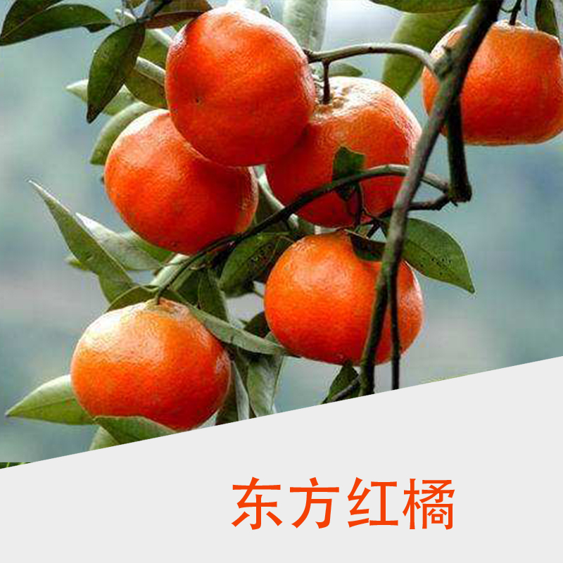 東方紅橘圖片/東方紅橘樣板圖 (3)