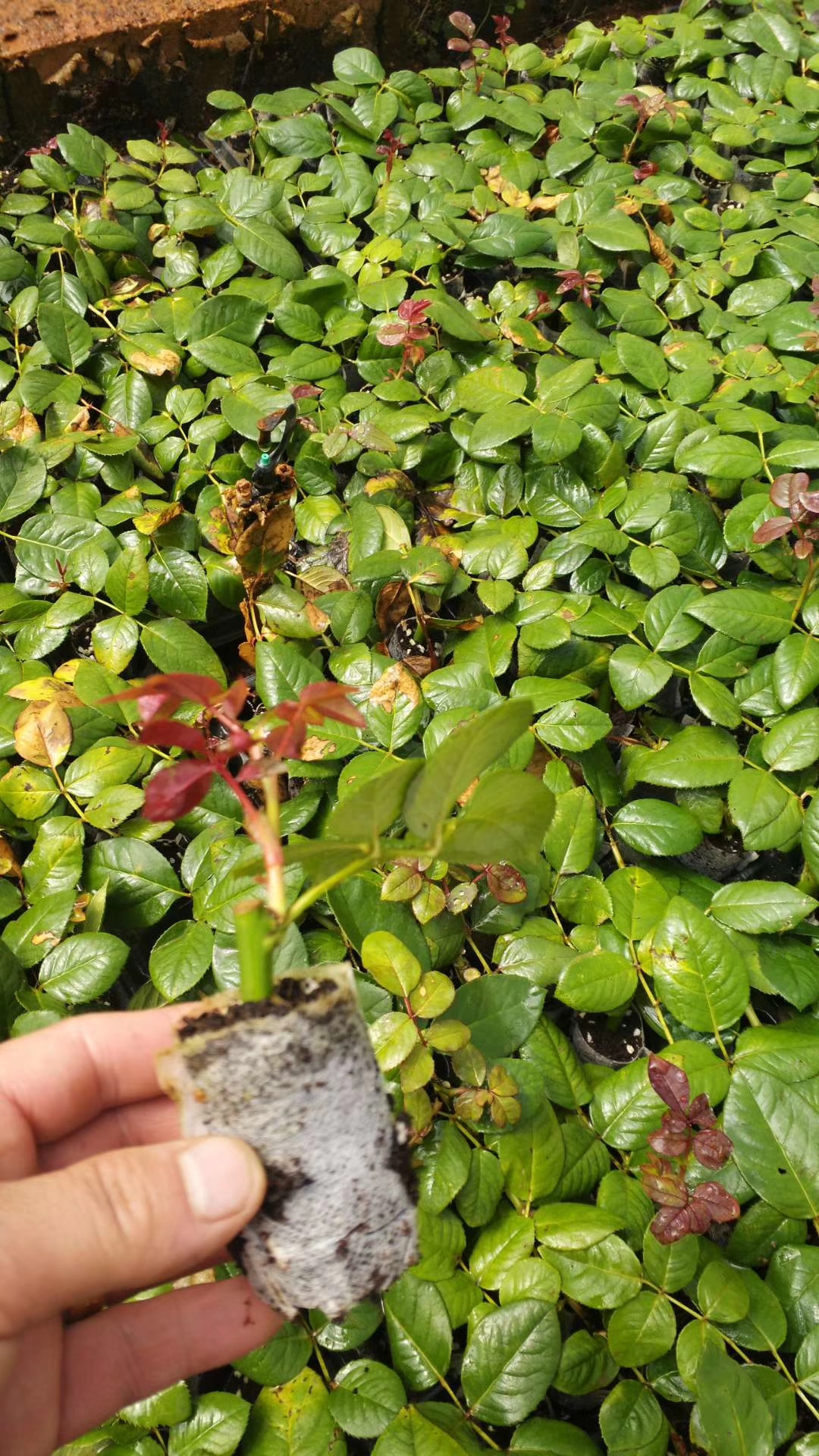 月季苗木價(jià)格 云南月季苗木種植基地 月季花苗木