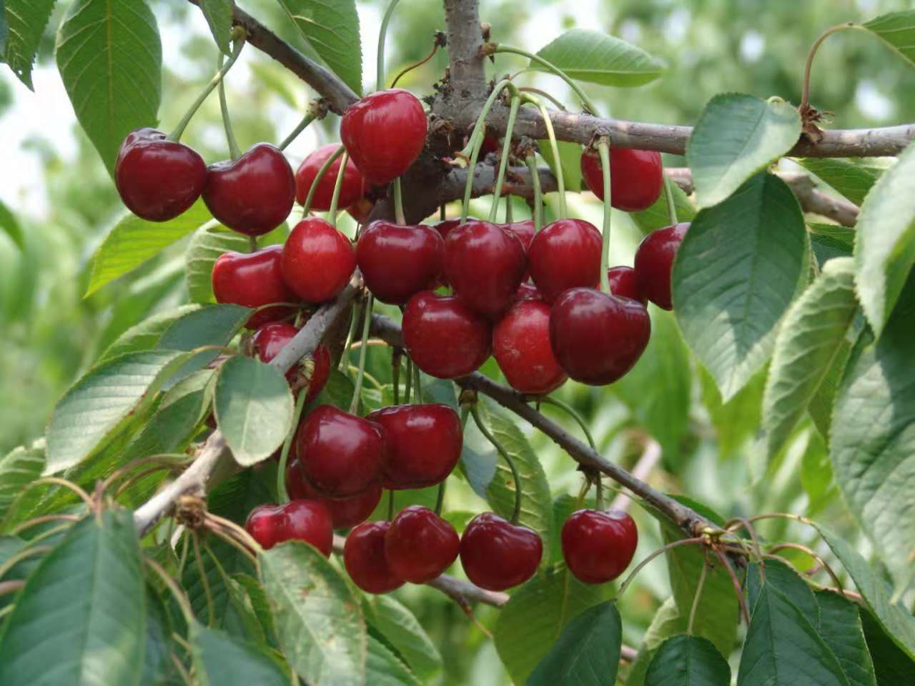 櫻桃苗木圖片/櫻桃苗木樣板圖 (1)