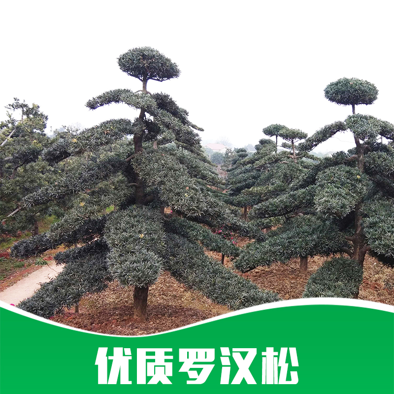 羅漢松圖片/羅漢松樣板圖 (2)