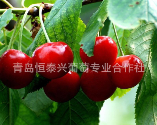 早紅寶石大櫻桃苗、櫻桃苗、大櫻桃苗
