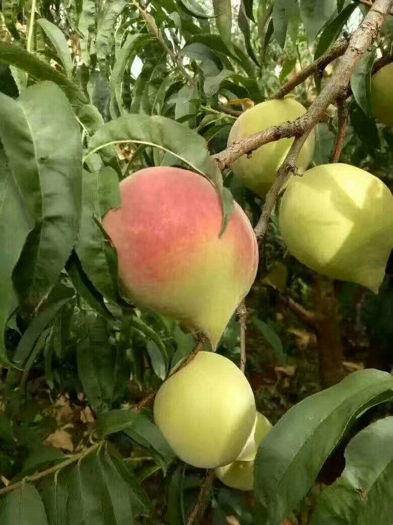 鷹嘴蜜桃圖片/鷹嘴蜜桃樣板圖 (2)