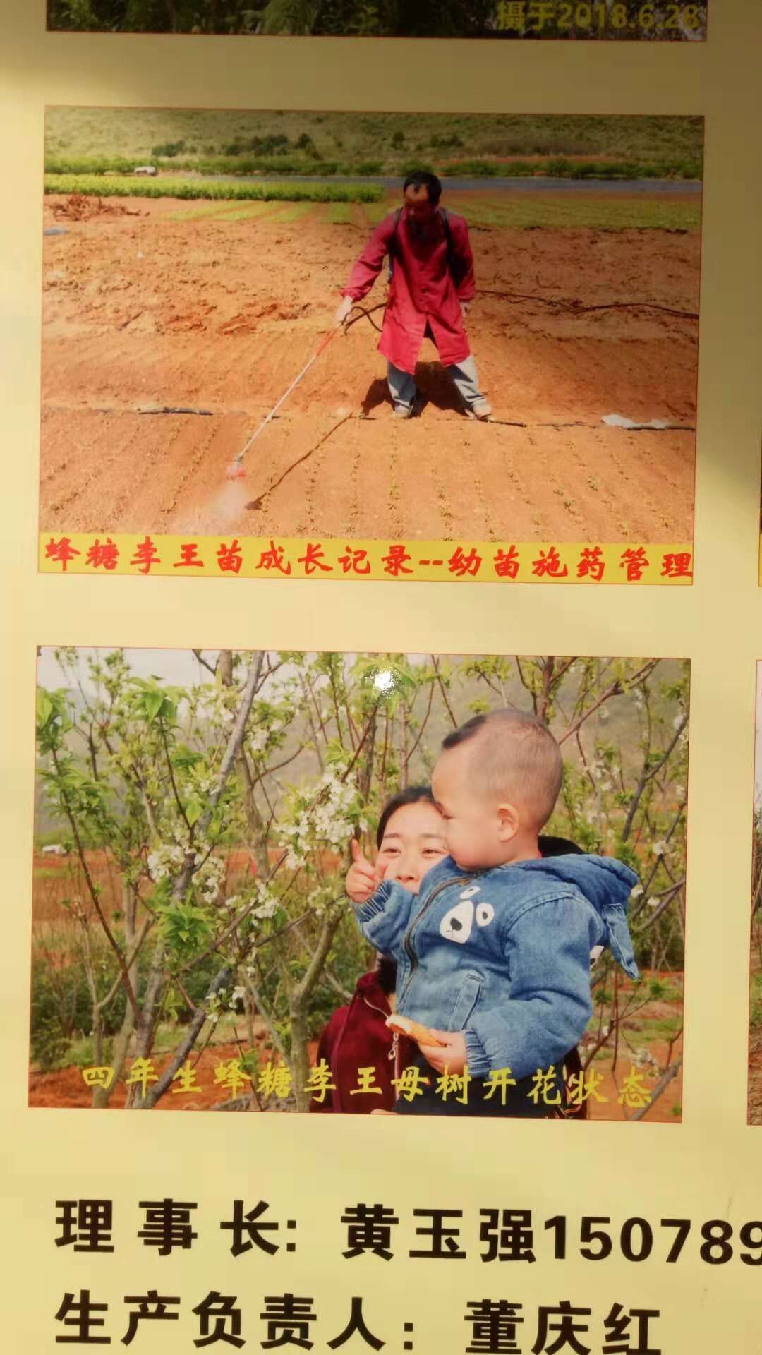 蜂糖圖片/蜂糖樣板圖 (4)