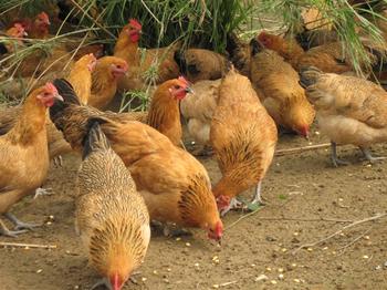 貴州土雞苗圖片/貴州土雞苗樣板圖 (3)