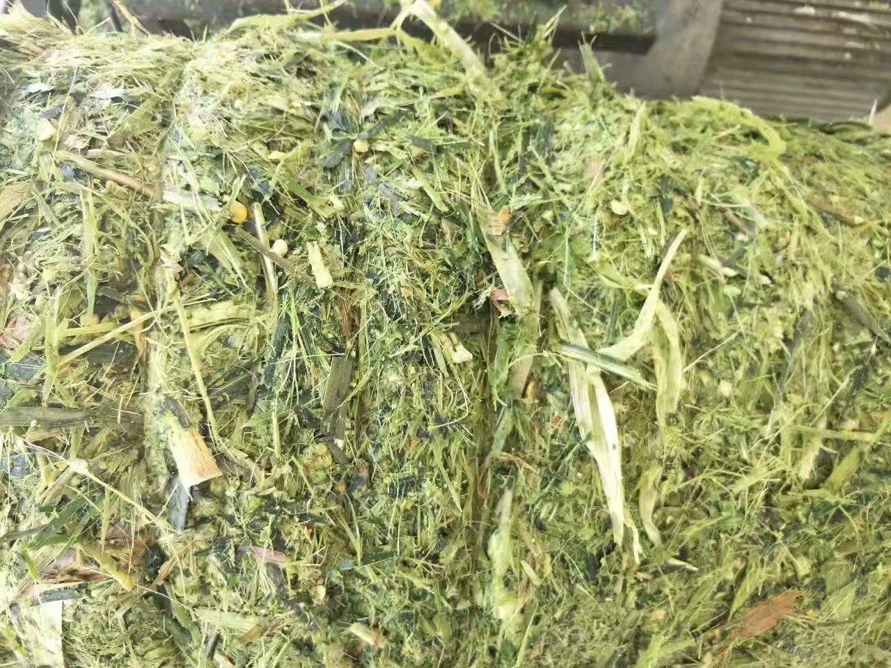 玉米秸稈圖片/玉米秸稈樣板圖 (3)